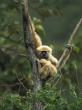 White-Handed Gibbon (Hylobates Lar) Parent with Baby in Tree  Northern Thailand