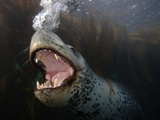 A Leopard Seal Blowing Bubbles in a Behavioral Display
