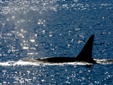 A Killer Whale's Dorsal Fin as it Swims at the Surface