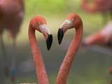 Greater Flamingo (Phoenicopterus Ruber) Pair