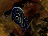 A Juvenile Emperor Angelfish  Pomacanthus Imperator