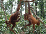 Young Orangutans (Pongo Pygmaeus) Pair Playing in Trees  Borneo