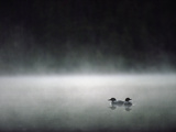 Common Loon (Gavia Immer) Mated Couple on a Misty Lake  Wyoming