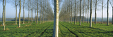 Poplar (Populus Sp) Plantation  France