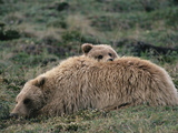 Alaskan Brown Bear or Grizzly Bear (Ursus Arctos) Mother and Cub Resting  Denali  Alaska
