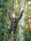 Chimpanzee (Pan Troglodytes) Juvenile Sitting on Liana Vine  Gabon