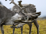 A Pair of Svalbard Reindeer Sparring