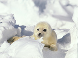 Harp Seal (Phoca Groenlandica) Pup  Gulf of St Lawrence  Canada