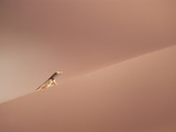 Anchieta's Desert Lizard (Meroles Anchietae) on Slip Face of Sand Dune  Namibia