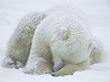 Polar Bear (Ursus Maritimus) Sleeping  Hudson Bay  Canada