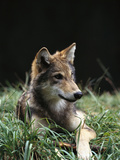 Timber Wolf (Canis Lupus) of Four Month Old Pup  Oregon Zoo  Portland  Oregon