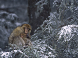 Barbary Macaque (Macaca Sylvanus) Male with Infant in Snow-Covered Tree  Morocco