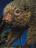 Thin-Spined Porcupine (Chaetomys Subspinosus)  Espirito Santo  Brazil