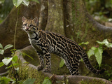 Ocelot (Felis Pardalis) Standing on Buttress Root  Amazon Rainforest  Ecuador