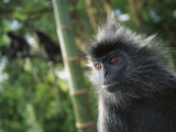 Crested Langur (Semnopithecus Cristatus) Adult in Tree Malaysia
