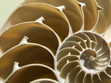 Cross Section of a Chambered Nautilus Shell  Nautilus Pompilius