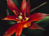 Bromeliad (Bromeliad Sp) Close-Up Detail  Atlantic Forest  Brazil