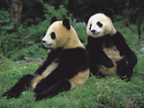 Giant Panda (Ailuropoda Melanoleuca) Endangered  Two Cubs Sitting