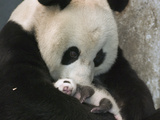 Giant Panda (Ailuropoda Melanoleuca) Mother and Her Cub  Wolong Nature Reserve  China