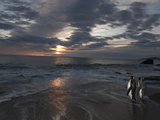 A Pair of King Penguins on a Saint Andrews Beach at Sunrise