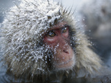 Japanese Macaque or Snow Monkey (Macaca Fuscata) Face  Hot Springs  Japan