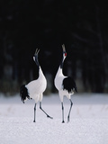 Red-Crowned Crane (Grus Japonensis) Couple in Courtship Display  Hokkaido  Japan