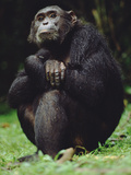 Chimpanzee (Pan Troglodytes)  Gombe Stream National Park  Tanzania