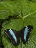 Blue Morpho (Morpho Peleides) Butterfly  on a Leaf in the Rainforest  Ecuador