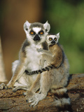 Ring-Tailed Lemur (Lemur Catta) Mother with Young on Back  Vulnerable  Madagascar