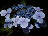 Close Up of Blue Hydrangea Flowers