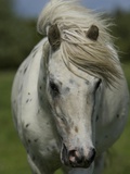 Portrait of a Horse