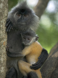 Silvered Leaf Monkey (Trachypithecus Cristatus) Female Holding Young