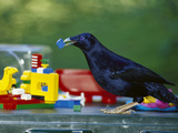 Satin Bowerbird (Ptilonorhynchus Violaceus) Collecting Blue Legos to Decorate His Bower