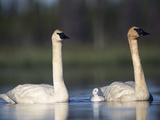 Trumpeter Swan (Cygnus Buccinator) Mother and Father with Single Chick