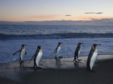 King Penguins Walking from the Surf after Feeding