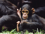 Chimpanzee (Pan Troglodytes) Mom and Baby  Gombe Stream National Park  Tanzania
