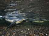 King Penguins Swim in a River's Shallows