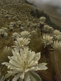 Paramo Flower (Espeletia Pycnophylla) in Paramo Habitat  El Angel Reserve  Ecuador
