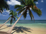 Coconut Palm (Cocos Nucifera) Trees and Beach  Dominican Republic