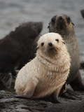 A Blond Fur Seal Pup