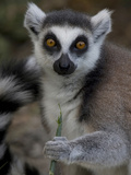 A Ring-Tailed Lemur  Lemur Catta  Eating