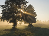 Sun Shining Through Trees and Morning Mist  Upper Bavaria  Germany