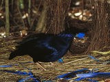 Satin Bowerbird (Ptilonorhynchus Violaceus) Displaying Blue Objects Near His Bower