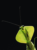 Hooded Leaf Mantis (Mantis Sp) Los Cedros River Valley  Ecuador