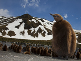 Large Group of Juvenile King Penguins  Aptenodytes Patagonicus