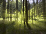 Forest Light Impression  Bavaria  Germany