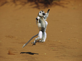 Sifaka (Propithecus Sp) Adult Running and Leaping over Hot Sand  Threatened  Madagascar