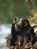 Chimpanzee (Pan Troglodytes) Young Using a Leaf to Drink  Gabon