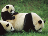 Giant Panda (Ailuropoda Melanoleuca) Endangered  Female and Cub Playing in the Grass
