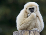 Portrait of a Lar Gibbon  Hylobates Lar